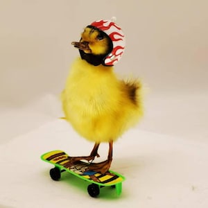 Fluffy Poseable Duckling Specimen on Skateboard | Creative Oddity Decor | Curious Art Piece