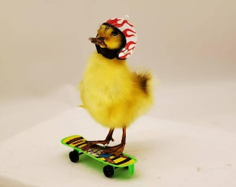 Fluffy Poseable Duckling Specimen on Skateboard | Creative Oddity Decor | Curious Art Piece