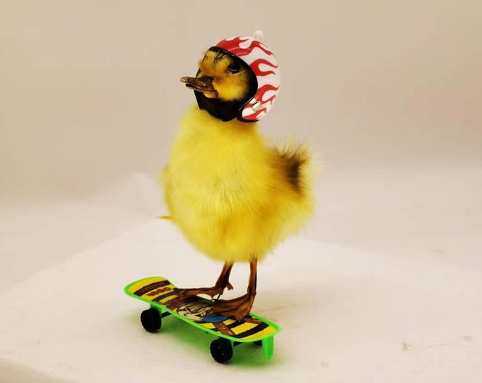 Fluffy Poseable Duckling Specimen on Skateboard | Creative Oddity Decor | Curious Art Piece
