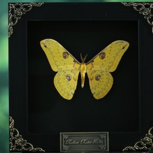 May include: A framed display of a yellow butterfly with brown spots, set against a black backdrop. The black frame has decorative corners. A small plaque is visible at the bottom. The overall design is ornate.