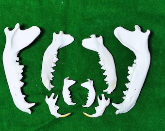 Coyote, red fox, mink, muskrat jaw specimens, cleaned and bleached