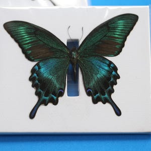 Op de afbeelding: Een geprepareerd vlinderspecimen met iriserende blauwgroene en zwarte vleugels, gemonteerd op een rechthoekige witte kaart met een centrale verticale uitsparing, verpakt in een doorzichtige plastic hoes met gedetailleerde vleugelpatronen.