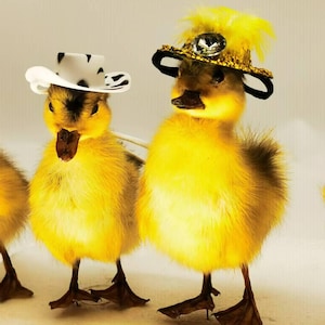 Cute little yellow duck specimen