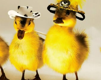 ベルギーアヒルヴィンテージ剥製 YI0000185-350x350.webp