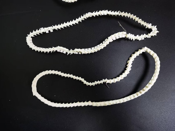100 Pieces Real Rattlesnake Vertebrae Beads | Natural Reptile