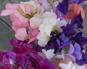Cupani Sweet Pea Etsy