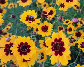 Dyer's Coreopsis - 200+ Seeds - Used for Natural Dyeing - Homesteader Plant - Grown Organically in Canada