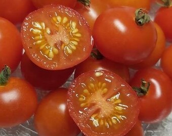 Rejina Red Microdwarf Tomato Seeds, Heirloom and Open-Pollinated Seeds - Grown Organically in Canada