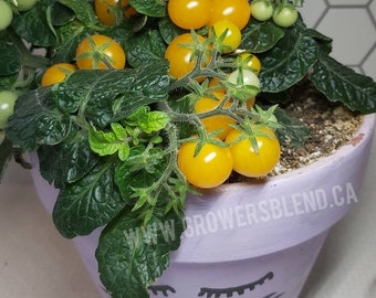 Venus Microdwarf Tomato Seeds, Miniature Tomatoes, Micro Dwarf Tomato, Mini Tomato, Micro Tomato, MicroDwarf Tomato, Heirloom Seeds