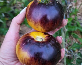 Chupa Chups Tomato Seeds - Heirloom and Open-Pollinated Seeds - Grown organically in Canada