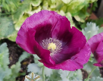 Lauren's Grape Breadseed Poppy Seeds - Open-Pollinated Seeds - Grown Organically in Canada - 200+ Seeds