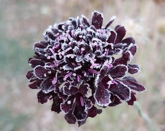 Pincushion Flower - Heirloom and Open-Pollinated Seeds - Scabiosa japonica - Grown Organically in Canada