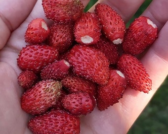 Woodland Strawberry, Wild Strawberry, Alpine Strawberry, Everbearing Strawberry (Fragria vesca) seeds - Heirloom and Open-Pollinated Seeds