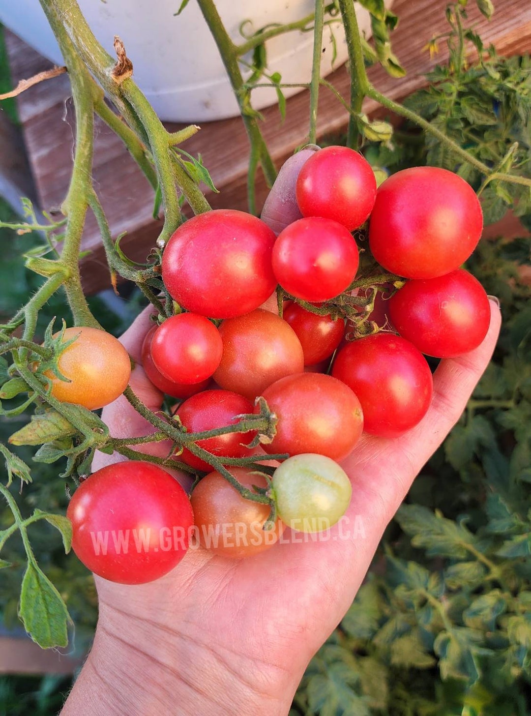 Rosy Falls Hanging Basket Tomato Seeds Etsy