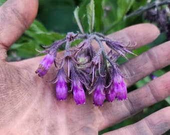 True Comfrey Seeds (Symphytum officinale) - 20 seeds - Grown Organically in Canada - Homesteader Plants - Pollinator Plants