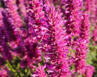 Pink Anise Hyssop (Agastache) - Pollinator Plant - Grown Organically in Canada - 500+ seeds