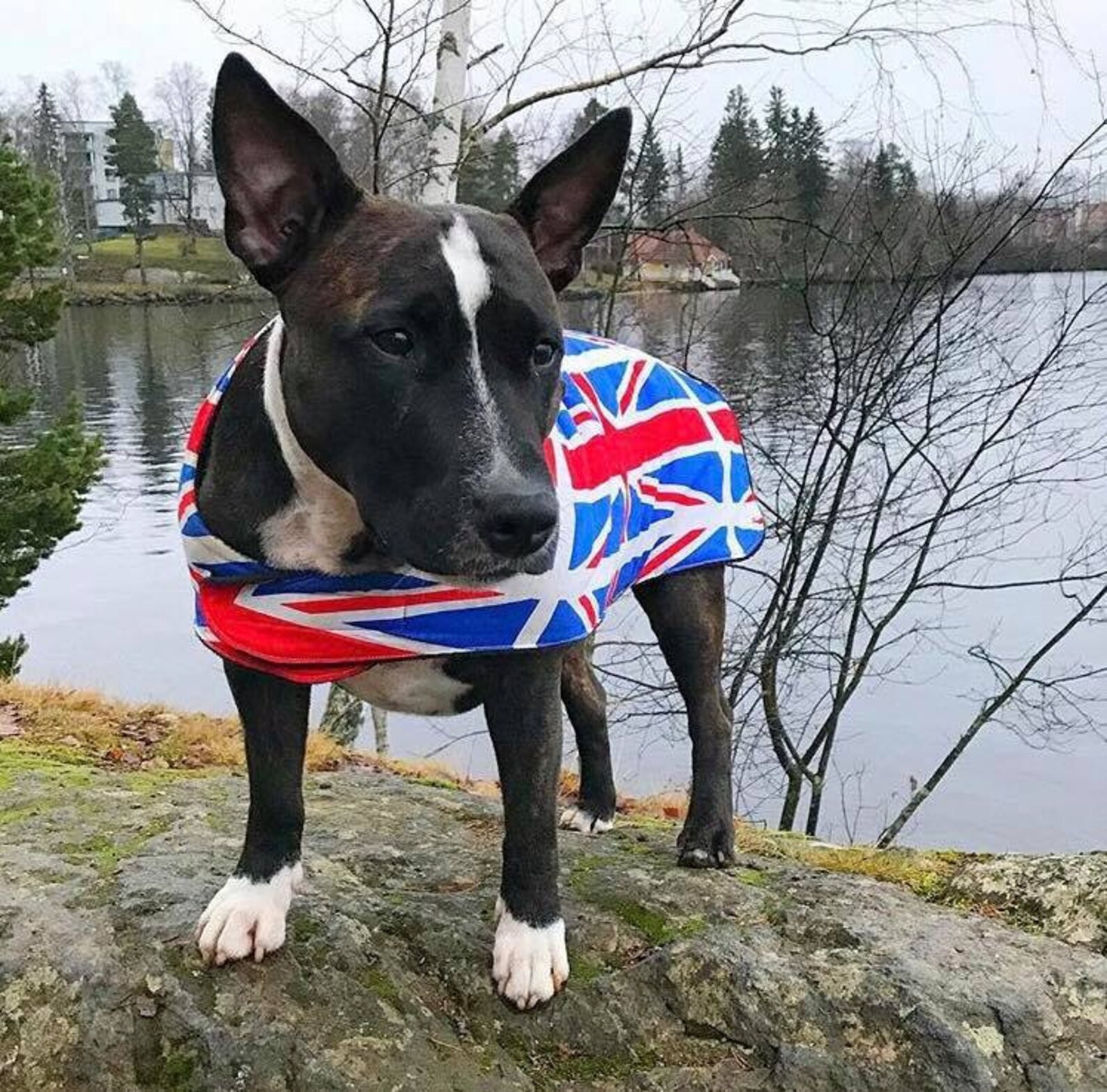 Union Jack Flag Dog Coat Made To Measure Olympics Team GB Etsy