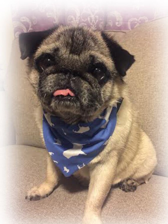 pug with bandana
