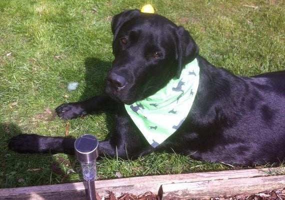 labrador bandana