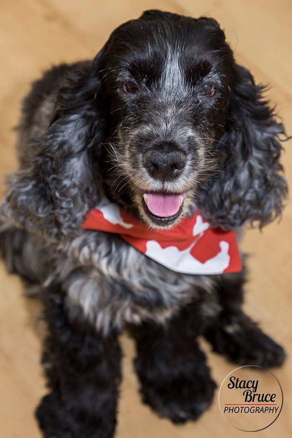 cocker spaniel bandanas