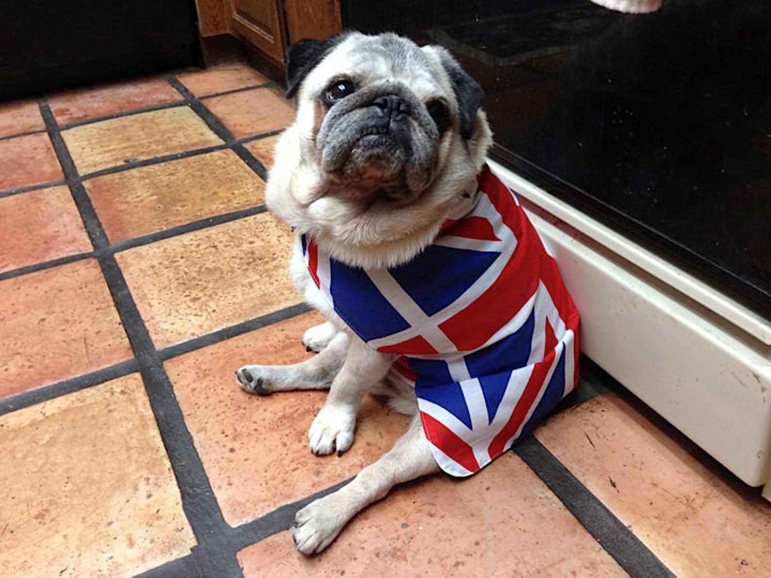 Union Jack Flag Dog Coat Made To Measure Olympics Team GB Etsy
