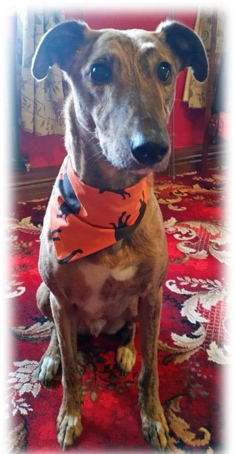 Lurcher Crossbreed Mongrel Mutt Heinz 57 Dog Silhouette Etsy