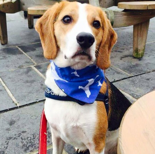 beagle bandana