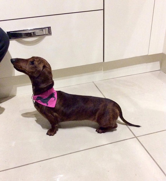 Dachshund bandana Clearance