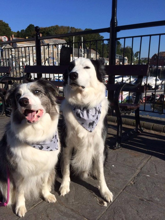 border collie bandana