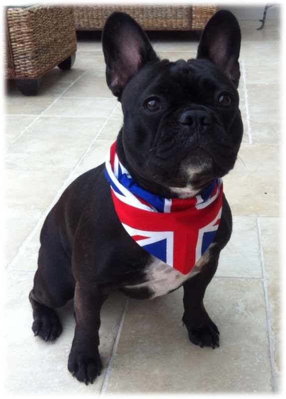 union jack dog bandana
