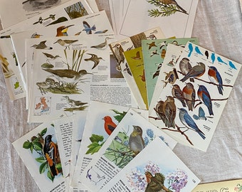 Bird Collage Kit for Junk Journal, Scrapbooking Paper, Art Journal. Vintage Ephemera Pack. Old Paper Kit. Audubon Birds.Large Handmade Set.
