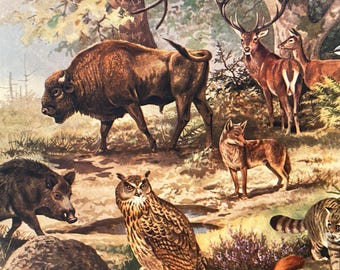 Vintage Animals Collage Kit for your Wall Collage,Junk Journal,Scrapbooking Paper,Art Journal.Vintage Ephemera Pack.Large Old Paper Kit.1968