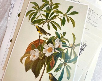 Vintage Bird Illustrations for Fussy Cutting for Junk Journal supplies, Scrapbooking Paper, Art Journal. Ephemera Paper Pack.
