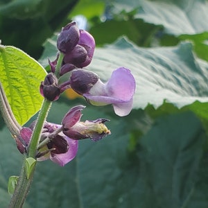 May include: Close-up of a flowering plant with purple and lavender blossoms. The flowers have a unique shape, with a prominent petal. The plant's stem is green, and the background features large green leaves.