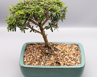 Bahama Berry Bonsai