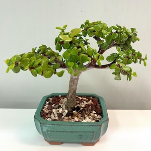 Bonsai Tree Dwarf Jade - Portulacaria