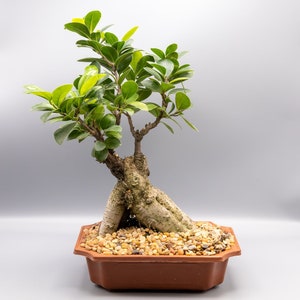 Bonsai Tree Ginseng Ficus
