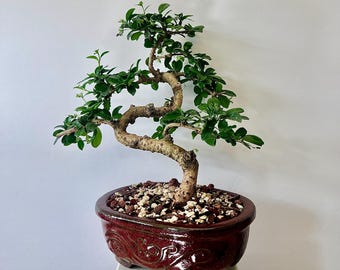Fukien Tea Bonsai Tree: S-shaped Indoor Garden - Etsy