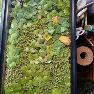 May include: A rectangular aquarium tank filled with water and a dense surface layer of floating aquatic plants. The vegetation includes large, rosette-shaped water lettuce with some yellowing leaves and a thick carpet of small, round duckweed.