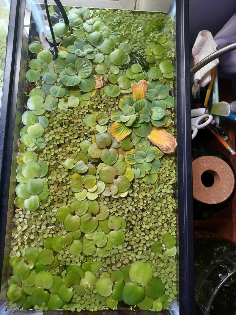 May include: A rectangular aquarium tank filled with water and a dense surface layer of floating aquatic plants. The vegetation includes large, rosette-shaped water lettuce with some yellowing leaves and a thick carpet of small, round duckweed.