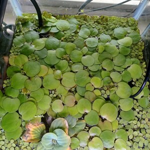 May include: A glass aquarium filled with water and a dense layer of floating aquatic plants. The surface is covered with numerous round, light green leaves of various sizes, including larger lily-like pads and smaller duckweed clusters.