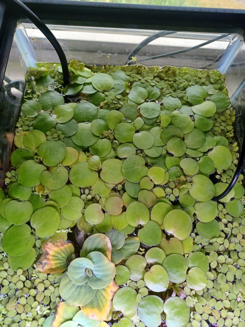 May include: A glass aquarium filled with water and a dense layer of floating aquatic plants. The surface is covered with numerous round, light green leaves of various sizes, including larger lily-like pads and smaller duckweed clusters.