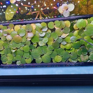 May include: A rectangular black floating plant ring filled with numerous small, round, green aquatic leaves. The floating ring keeps the aquatic plants contained on the water surface, with a thin black cord extending from the right side.