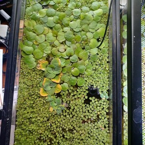 May include: A rectangular aquarium tank filled with a dense layer of floating aquatic plants. The surface features a mix of large, round, bright green leaves and a thick carpet of tiny, oval-shaped green duckweed, with black tubing visible.