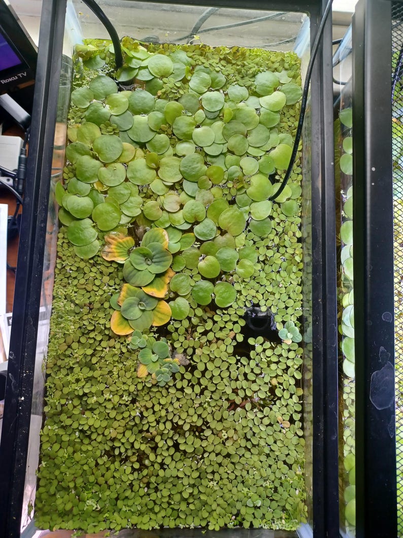 May include: A rectangular aquarium tank filled with a dense layer of floating aquatic plants. The surface features a mix of large, round, bright green leaves and a thick carpet of tiny, oval-shaped green duckweed, with black tubing visible.