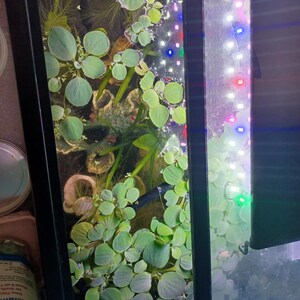 Amazon Frogbit image 8