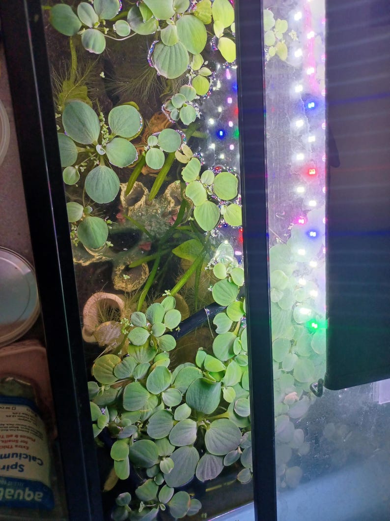 Amazon Frogbit image 8