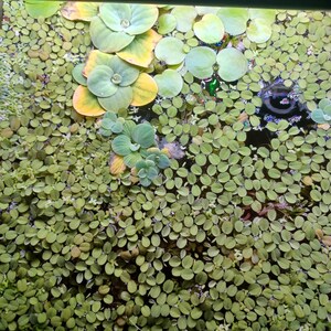 May include: A dense collection of floating aquatic plants covering the water surface, featuring small, round, light green leaves interspersed with larger, rosette-shaped plants that have pale green and yellow-tinted foliage.