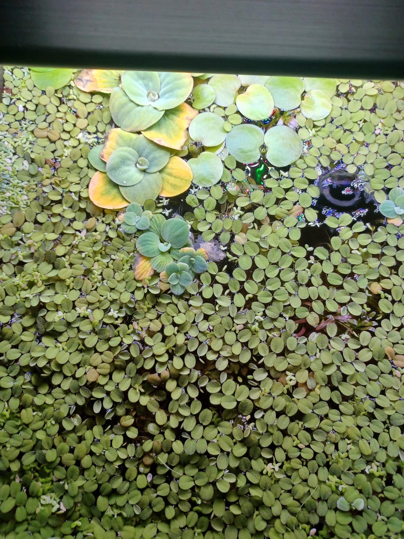 May include: A dense collection of floating aquatic plants covering the water surface, featuring small, round, light green leaves interspersed with larger, rosette-shaped plants that have pale green and yellow-tinted foliage.