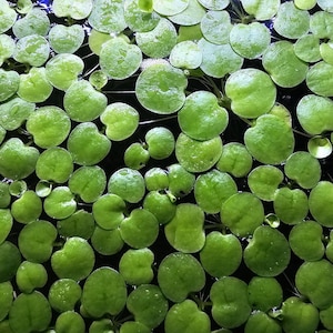 May include: A dense cluster of floating aquatic plants featuring numerous small, rounded, bright green leaves. The foliage is arranged in a tight pattern across the water surface, with some leaves showing subtle water droplets on their smooth texture.